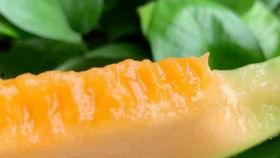 到新疆的网红吃哈密瓜,尽享哈密瓜甜蜜之旅