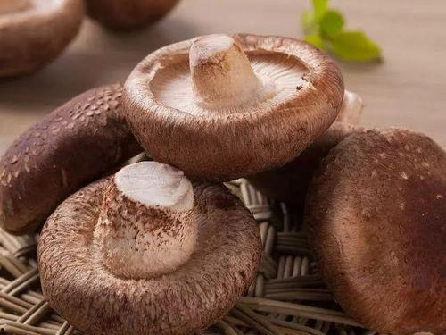 吃瓜官网黑料蘑菇视频