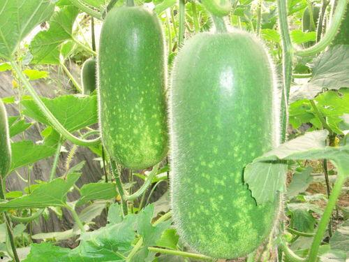 吃大瓜吃瓜网破解,独家攻略助你畅享瓜界盛宴