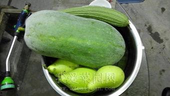 吃瓜网今日吃瓜 热门,揭秘娱乐圈最新热点事件